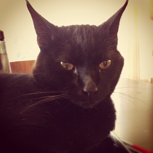 Meet your Posher, Lucy - Picture 4 of 4